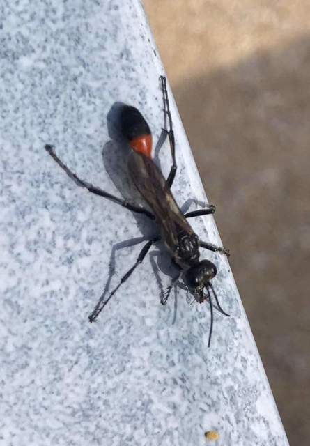 Ammophila sabulosa - homoki hernyóölődarázs
