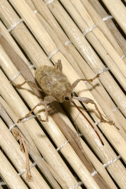Curculio elephas - gesztenyezsuzsóka