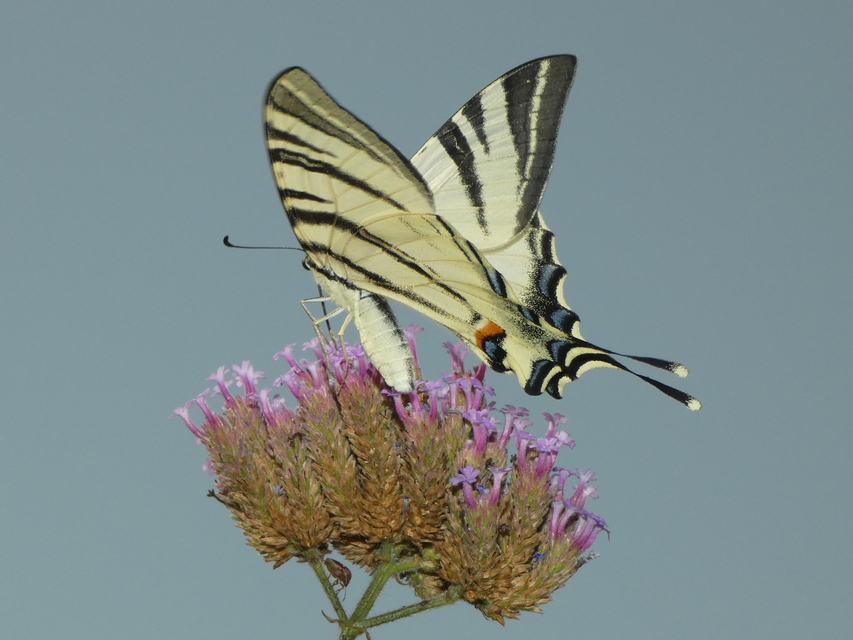 Iphiclides podalirius - kardoslepke