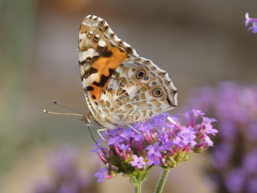 Vanessa cardui - bogáncslepke