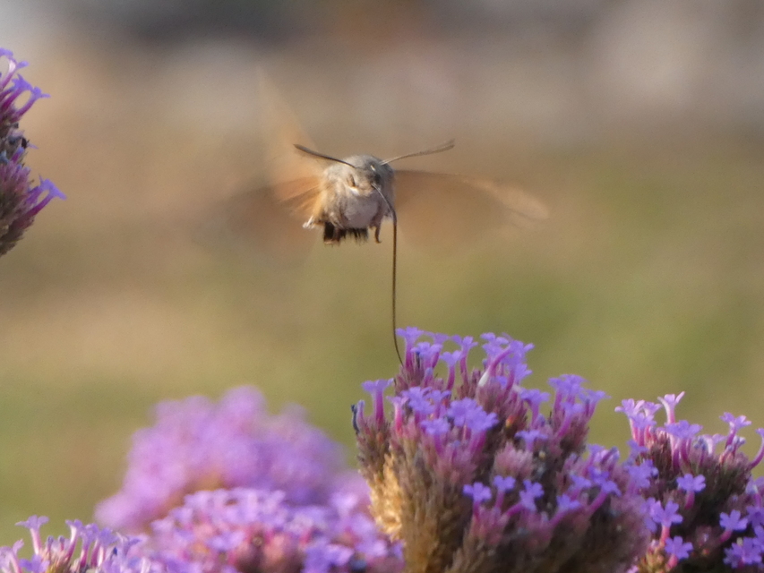 Macroglossum stellatarum - kacsafarkú szender