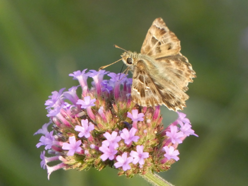Carcharodus alceae - mályva-busalepke
