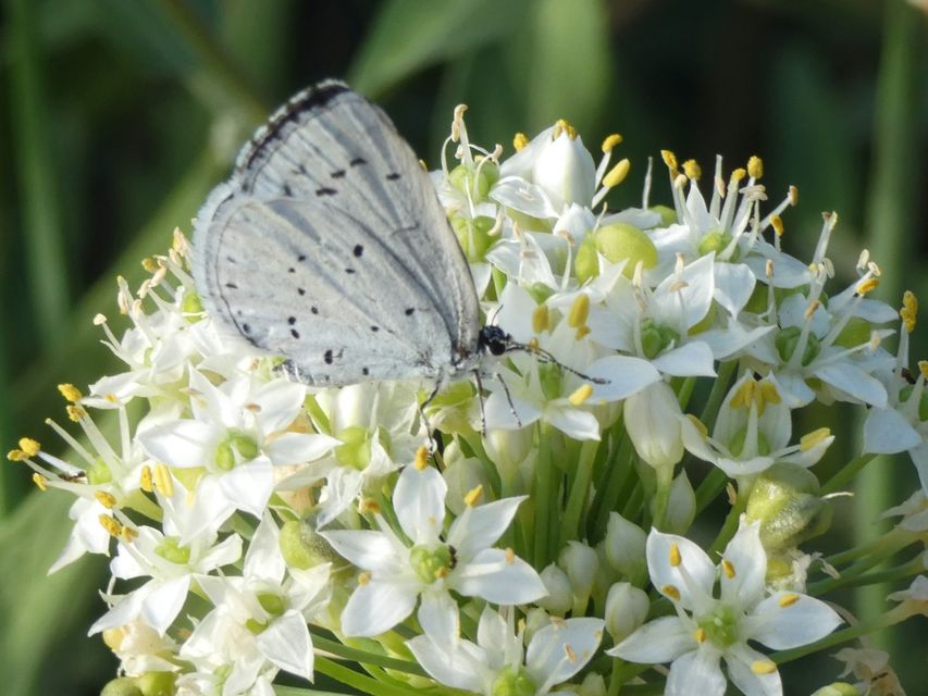 Celastrina argiolus - bengeboglárka