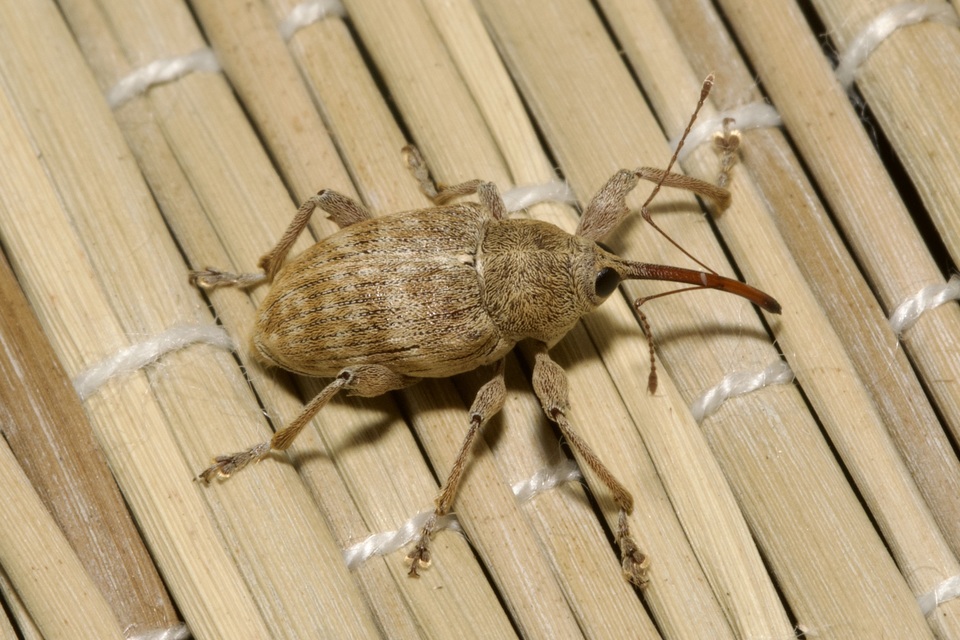Curculio elephas - gesztenyezsuzsóka