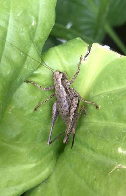 Pholidoptera griseoaptera - szürke avarszöcske