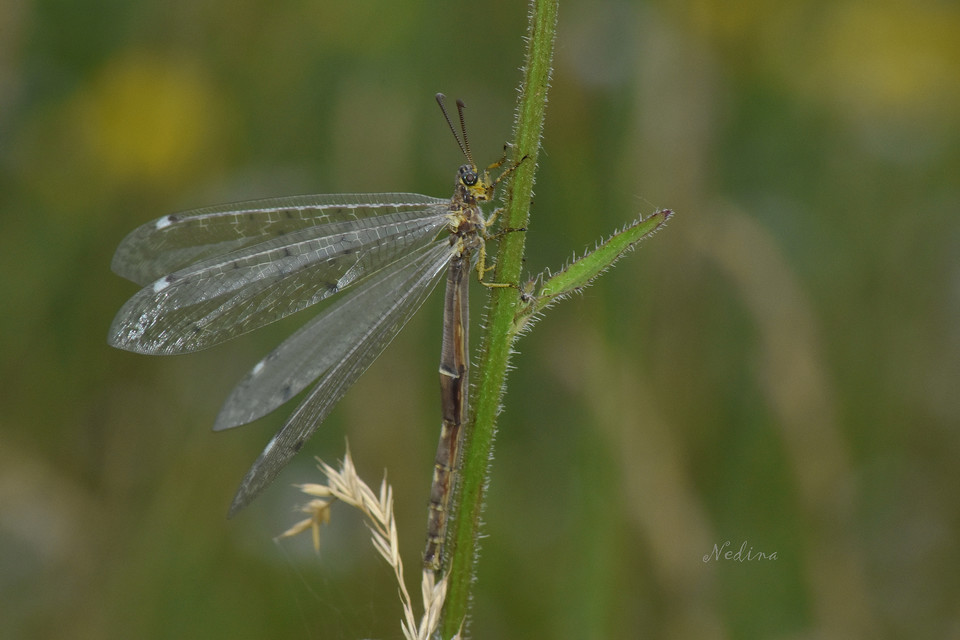 Distoleon tetragrammicus - négyfoltos hangyaleső