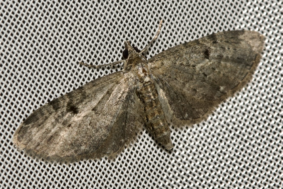 Eupithecia virgaureata - aranyvessző-törpearaszoló