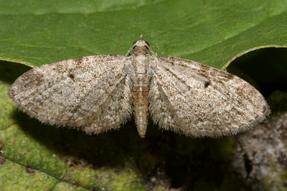Eupithecia tenuiata - sötétszegélyű törpearaszoló