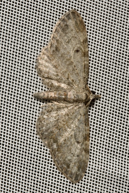 Eupithecia tenuiata - sötétszegélyű törpearaszoló