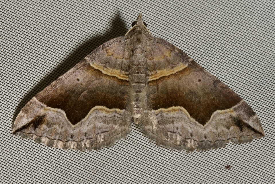 Scotopteryx moeniata - sötétsávos araszoló