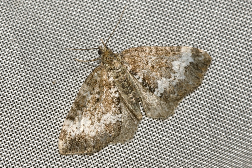 Perizoma alchemillata - árvacsalán-araszoló