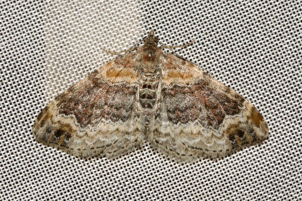 Xanthorhoe spadicearia - sávos tarkaaraszoló