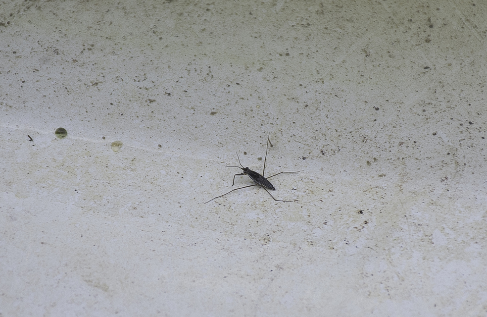 Gerridae - molnárpoloskák