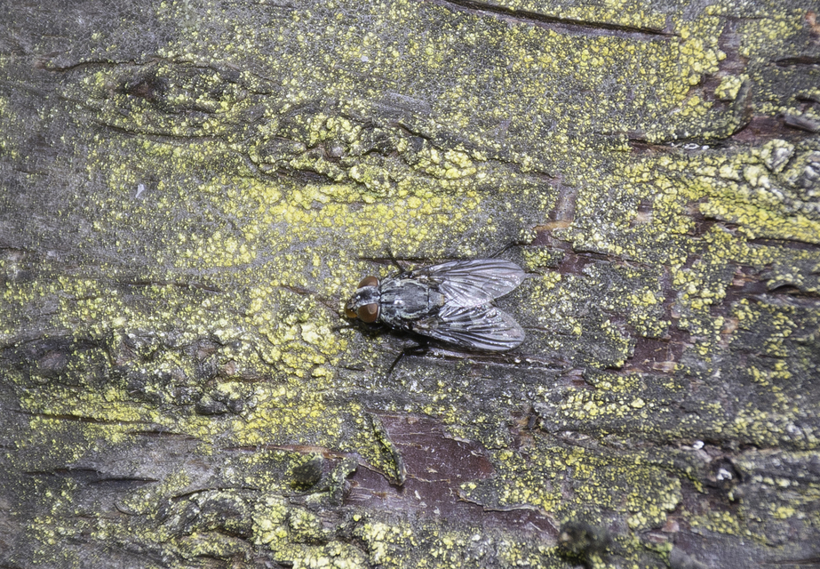Phaoniinae