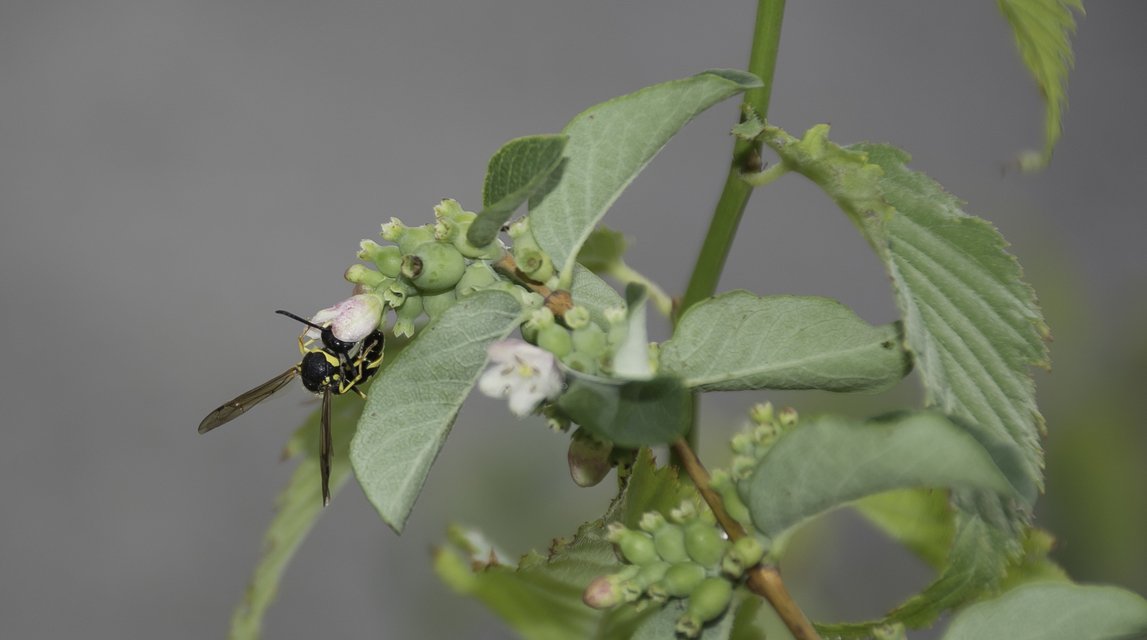Eumenes papillarius