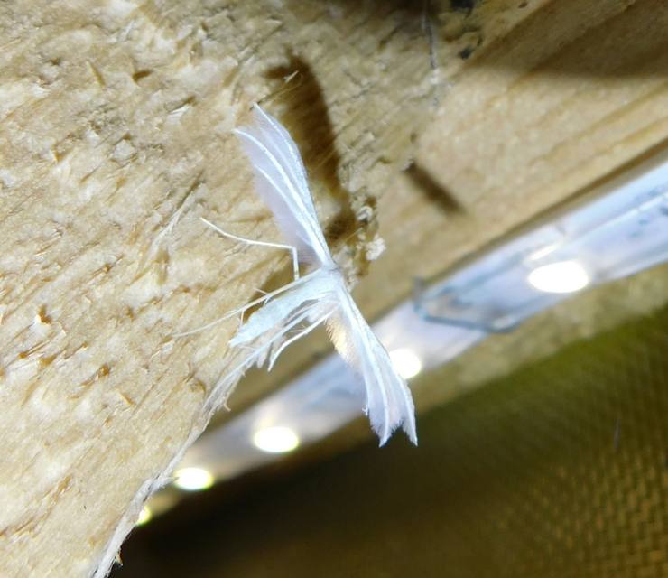 Pterophorus pentadactyla - fehér tollasmoly