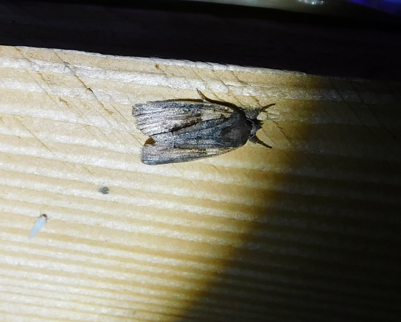 Bryophila raptricula/felina