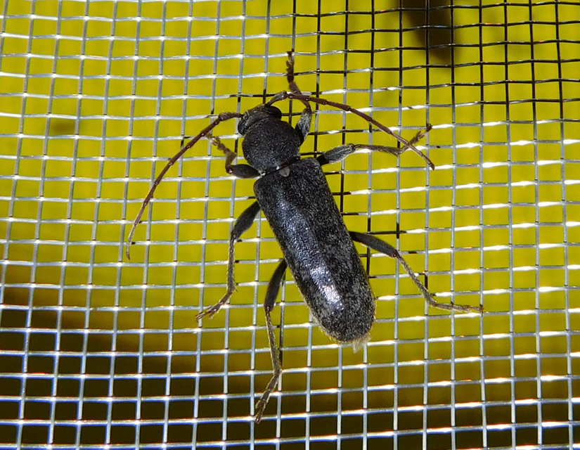 Trichoferus campestris - szállóvendég éjicincér
