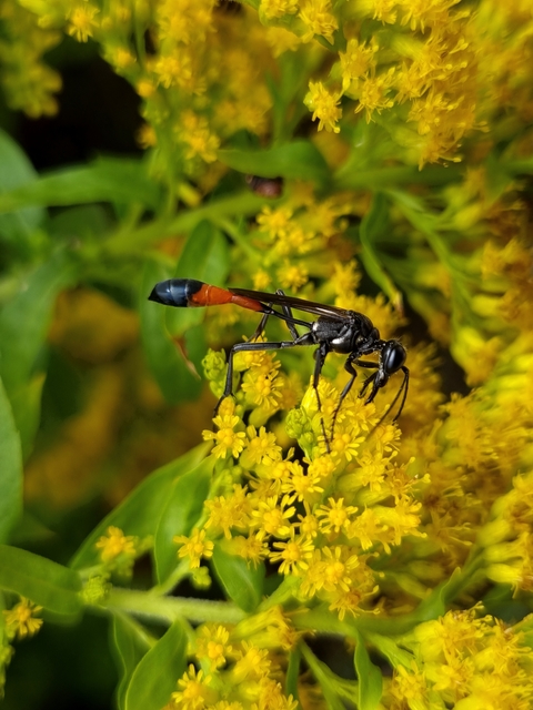 Ammophila sabulosa - homoki hernyóölődarázs