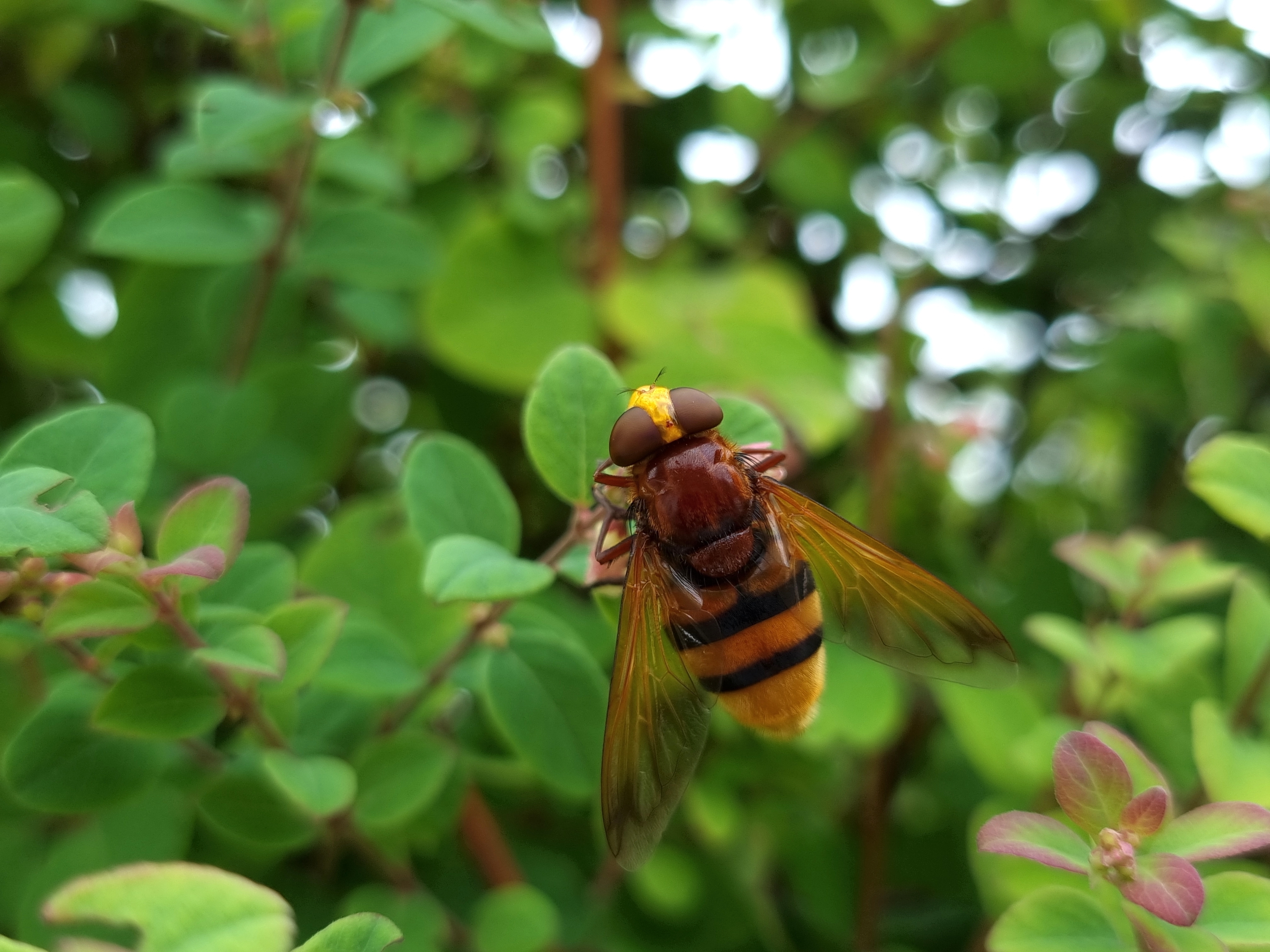 Volucella zonaria - kétöves pihelégy