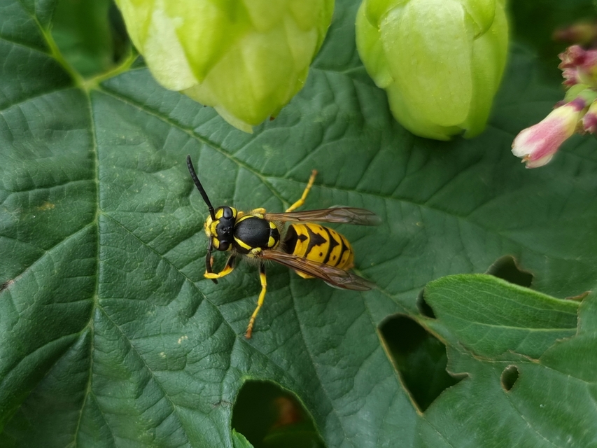 Vespula germanica - német darázs