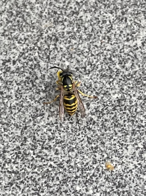Vespula germanica - német darázs