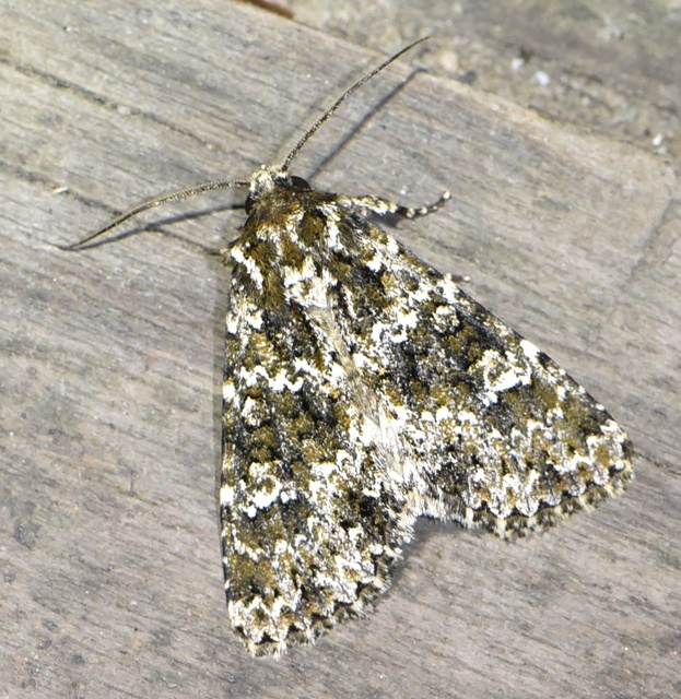 Polymixis polymita - kankalin-tarkabagoly