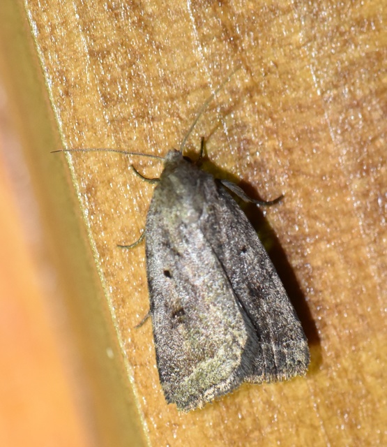 Athetis gluteosa - nyugtalan lápibagoly
