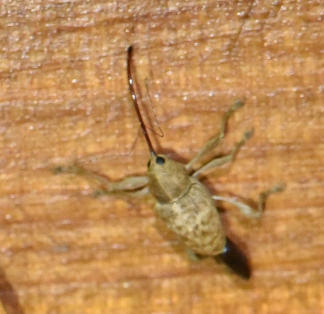 Curculio elephas - gesztenyezsuzsóka