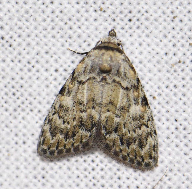 Meganola strigula - hamvas pamacsosszövő