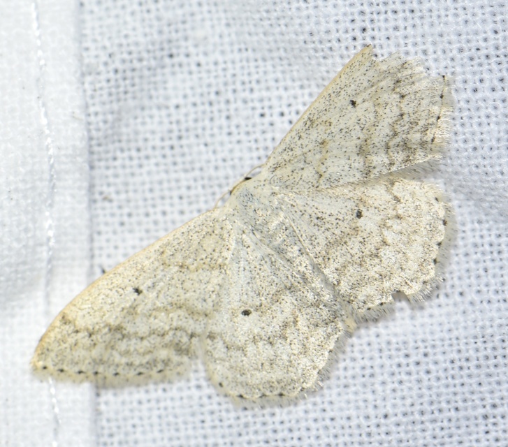 Scopula incanata - hamvas sávosaraszoló