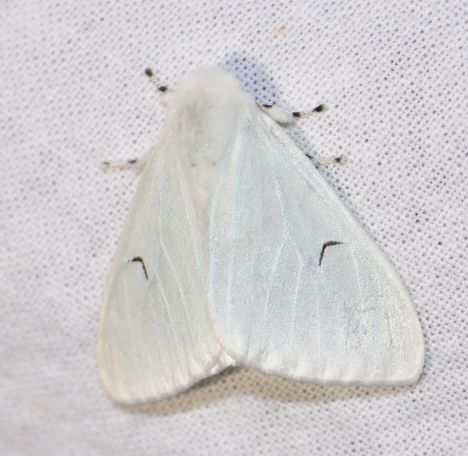 Arctornis l-nigrum - L-betűs gyapjaslepke