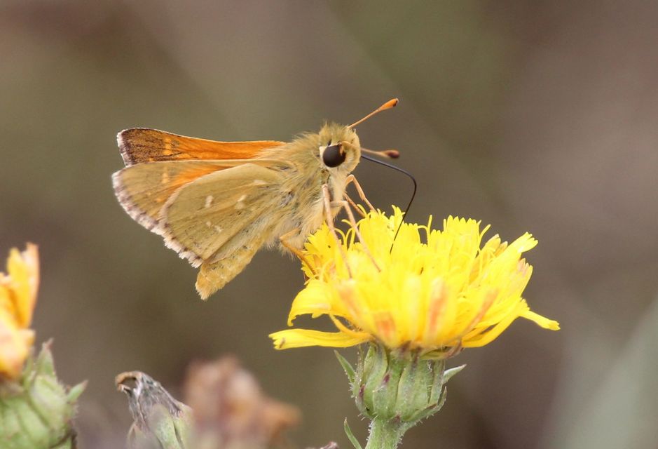 Hesperia comma - vesszős busalepke