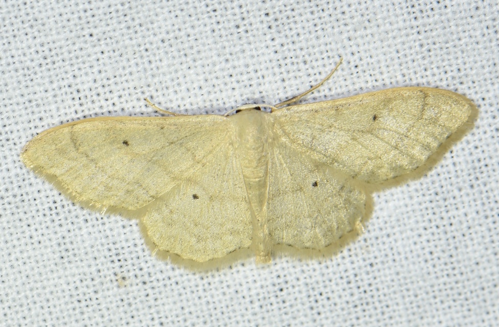 Idaea straminata - szalmasárga sávosaraszoló