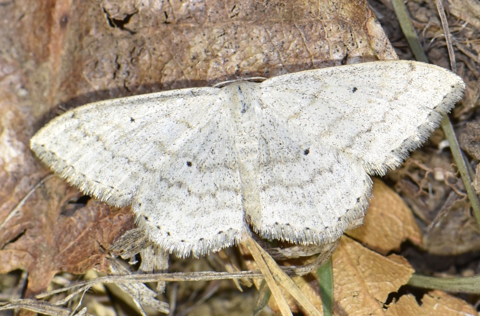Scopula incanata - hamvas sávosaraszoló