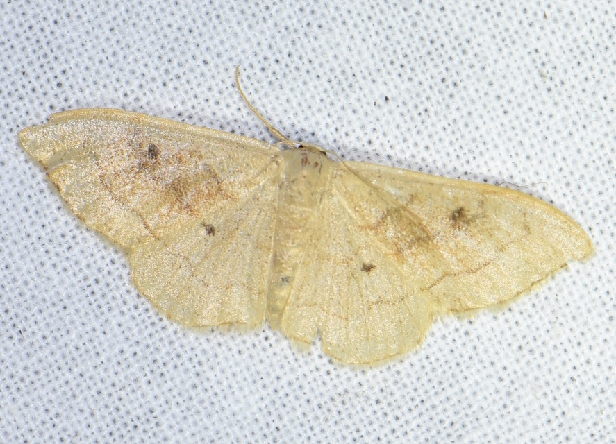 Idaea rubraria - vörössávos araszoló