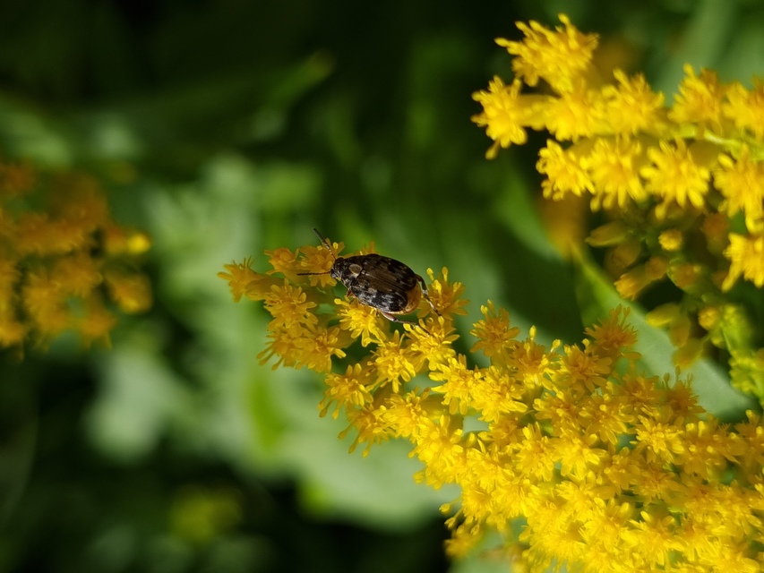 Megabruchidius dorsalis - foltoshátú lepényfazsizsik