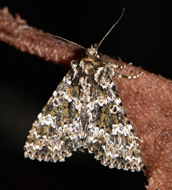 Polymixis polymita - kankalin-tarkabagoly