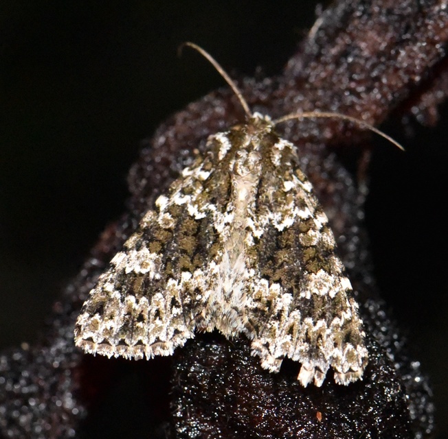Polymixis polymita - kankalin-tarkabagoly