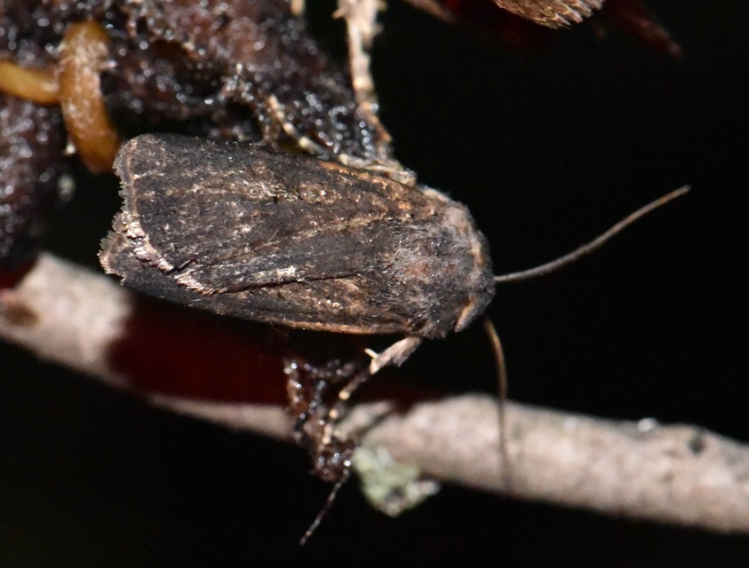 Euxoa nigricans - feketés földibagoly