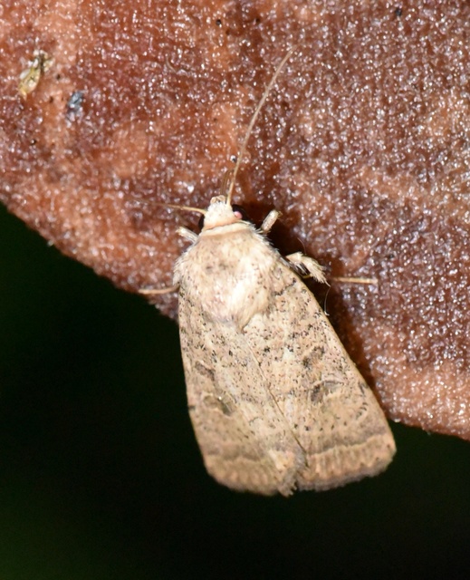 Hoplodrina superstes - ritka selymesbagoly