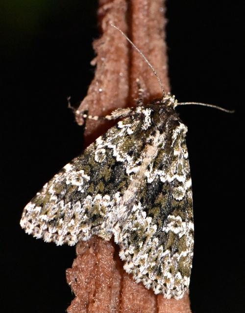 Polymixis polymita - kankalin-tarkabagoly