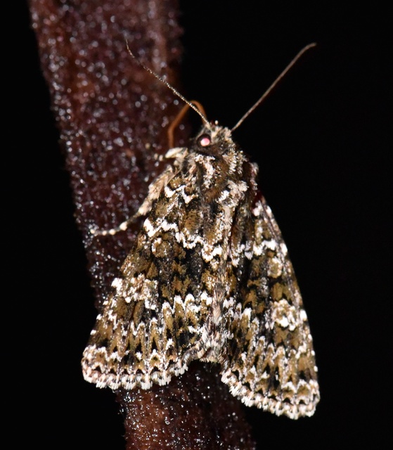 Polymixis polymita - kankalin-tarkabagoly