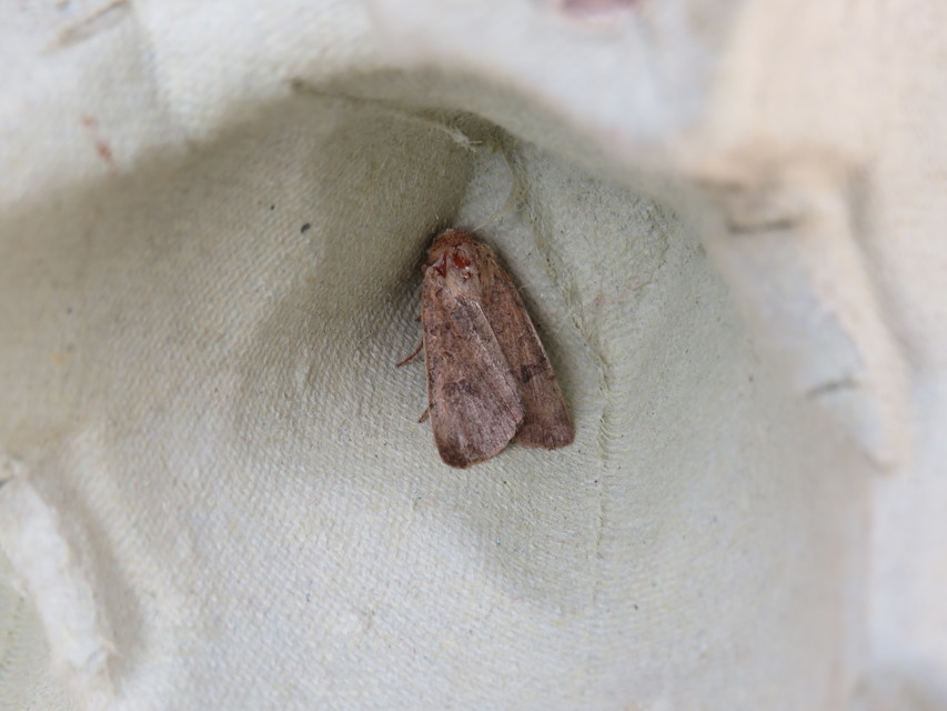 Hoplodrina octogenaria - barna selymesbagoly