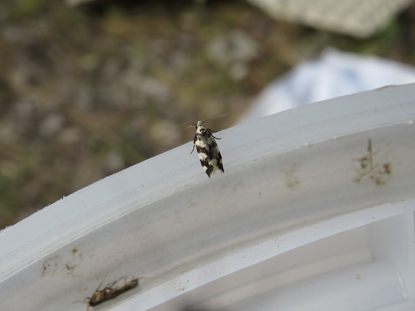 Pseudotelphusa tessella - sóskafamoly