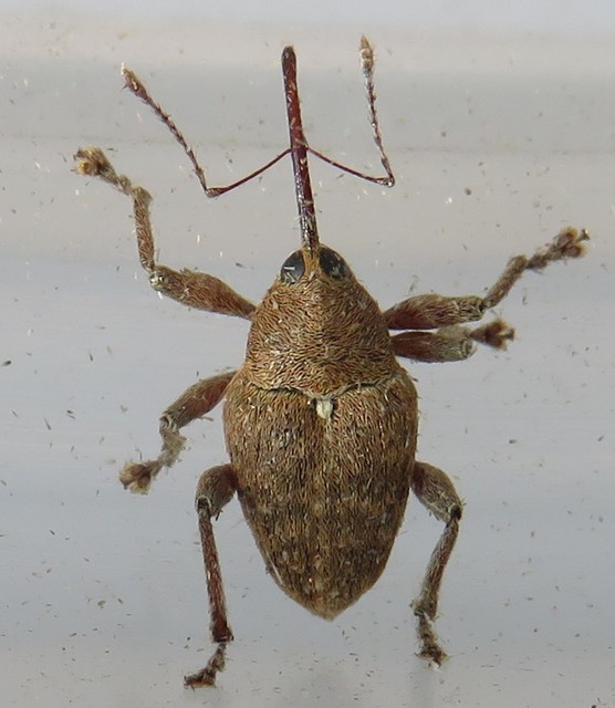 Curculio glandium - tölgymakkzsuzsóka