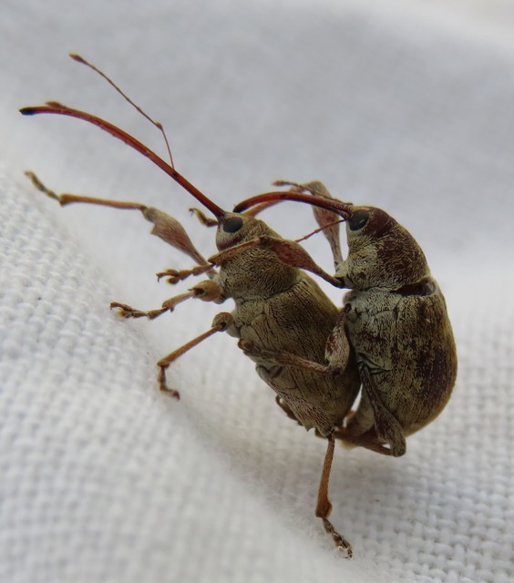 Curculio elephas - gesztenyezsuzsóka