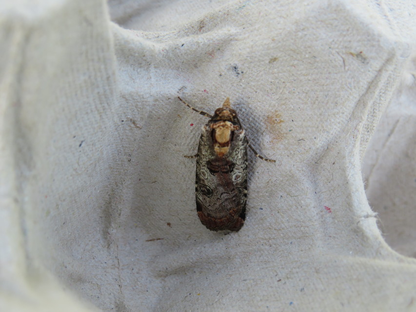 Epilecta linogrisea - karcsú sárgafűbagoly