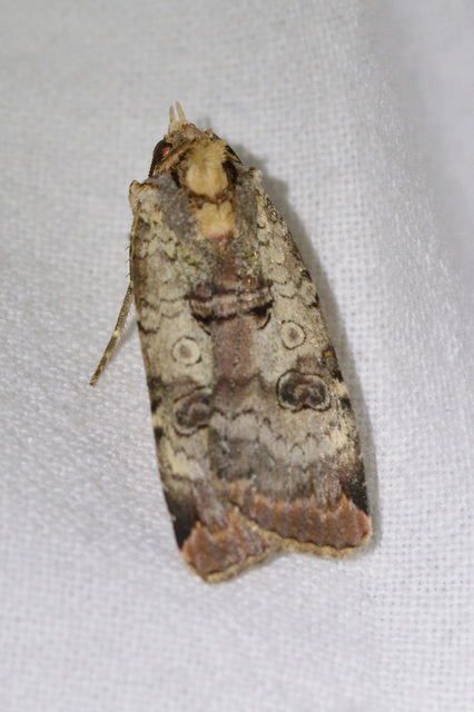 Epilecta linogrisea - karcsú sárgafűbagoly