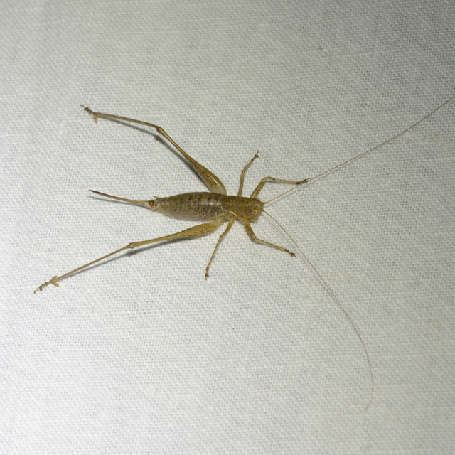 Rhacocleis germanica - német szöcske
